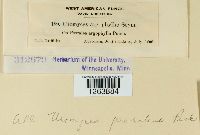 Uromyces psoraleae image