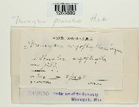 Uromyces psoraleae image