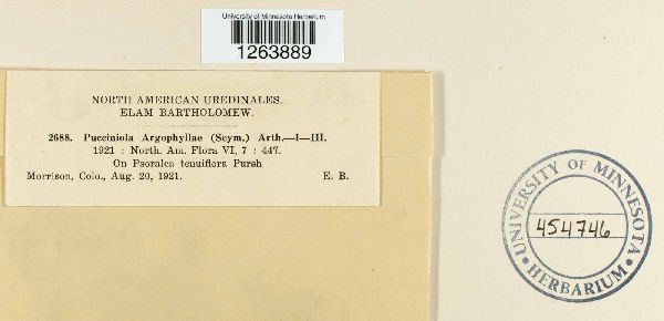 Uromyces psoraleae image