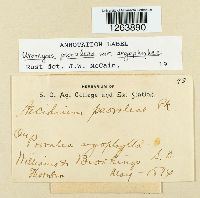 Uromyces psoraleae image