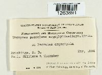 Uromyces psoraleae image