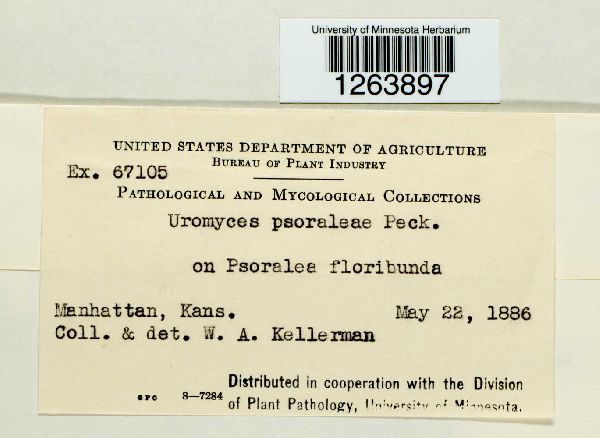 Uromyces psoraleae var. psoraleae image