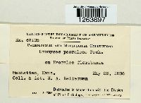 Uromyces psoraleae image