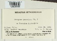 Uromyces psoraleae image