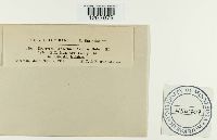 Uromyces rudbeckiae image