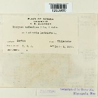 Uromyces rudbeckiae image