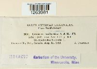 Uromyces rudbeckiae image