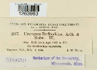 Uromyces rudbeckiae image