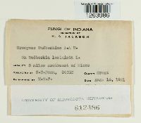 Uromyces rudbeckiae image