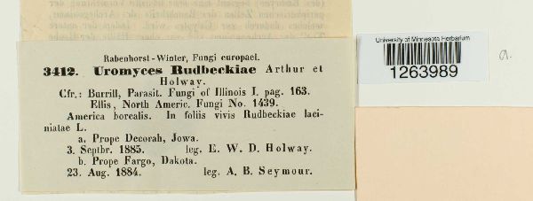 Uromyces rudbeckiae image