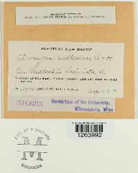 Uromyces rudbeckiae image