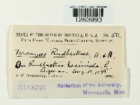 Uromyces rudbeckiae image