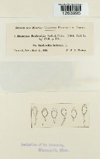 Uromyces rudbeckiae image