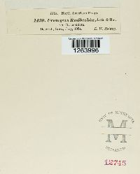 Uromyces rudbeckiae image