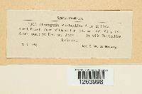 Uromyces rudbeckiae image