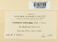 Uromyces rudbeckiae image