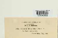 Uromyces lineolatus image