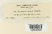 Uromyces lineolatus image