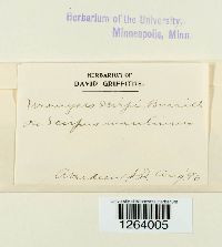 Uromyces lineolatus image