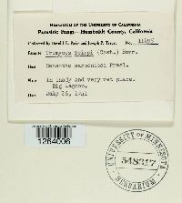 Uromyces lineolatus image