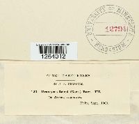 Uromyces lineolatus image