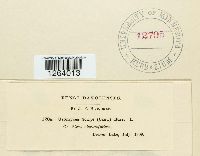 Uromyces lineolatus image