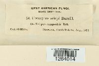 Uromyces lineolatus image