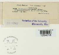 Uromyces scutellatus image