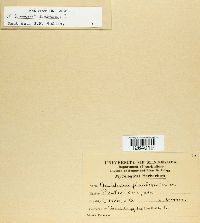 Uromyces seditiosus image