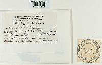 Uromyces silphii image