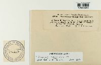 Uromyces silphii image