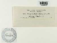 Uromyces silphii image