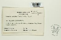 Uromyces silphii image