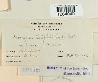 Uromyces silphii image