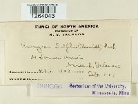 Uromyces silphii image