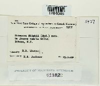 Uromyces silphii image