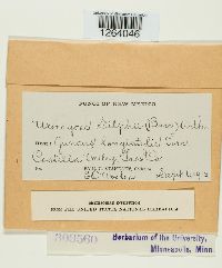 Uromyces silphii image