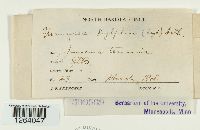 Uromyces silphii image