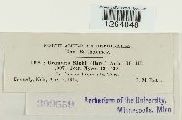 Uromyces silphii image