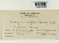 Uromyces silphii image