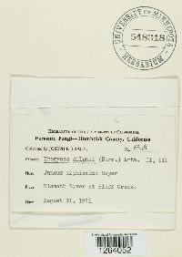 Uromyces silphii image