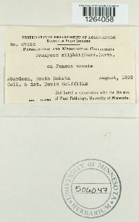 Uromyces silphii image