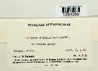 Uromyces silphii image