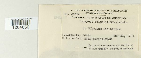 Uromyces silphii image