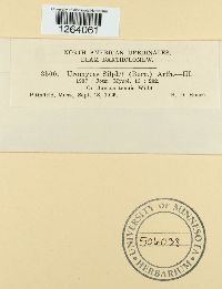 Uromyces silphii image