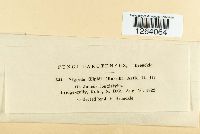 Uromyces silphii image