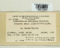 Uromyces silphii image