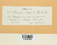 Uromyces sparganii image