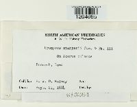 Uromyces sparganii image