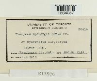 Uromyces sparganii image